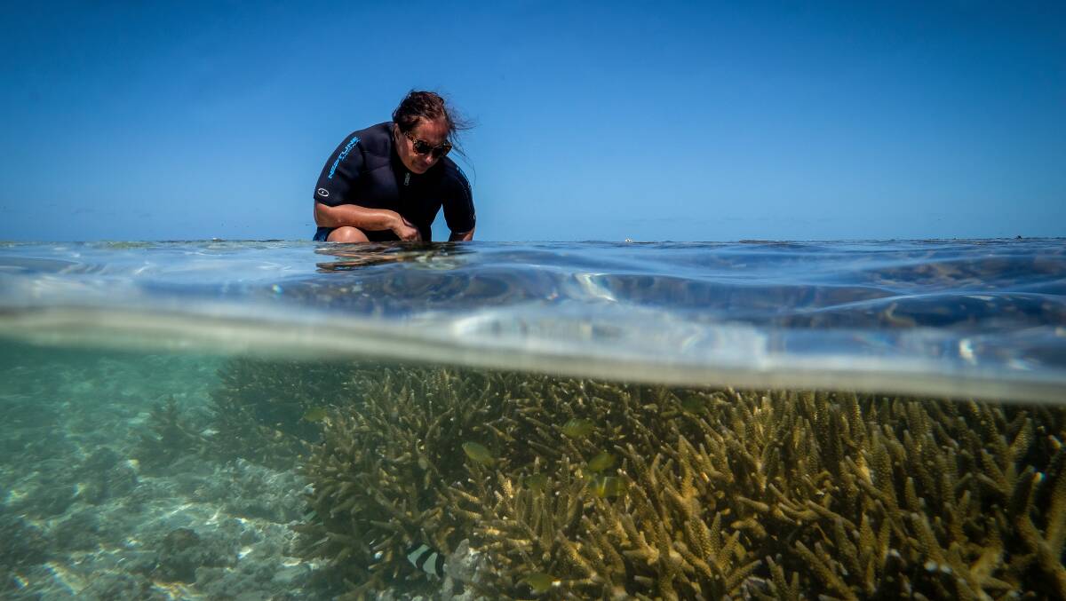 A Queensland scientist investigating coral bleaching at Heron Island on the Great Barrier Reef in 2016. Picture: Eddie Jim