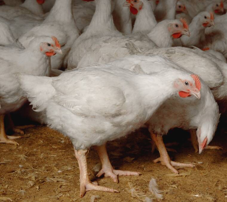Whole grains can boost chicken meat production.