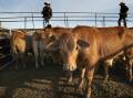 Cattle at Gunnedah NSW saleyard. Picture: ACM
