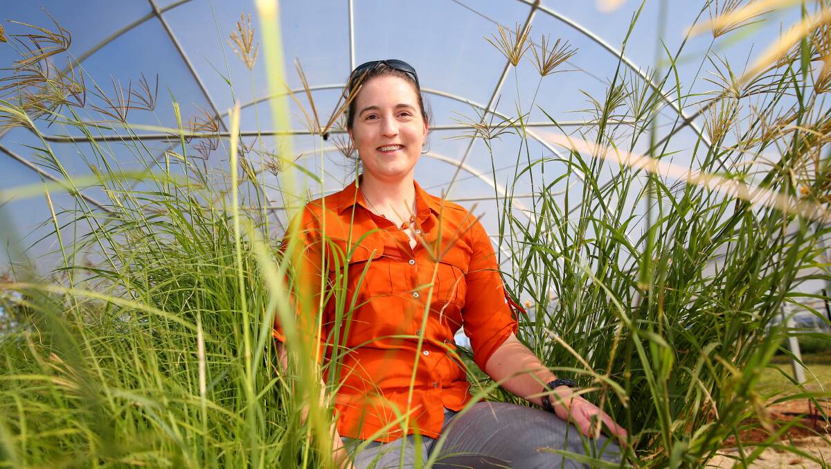 Post-doctoral research assistant Amy Churchill at the Pastures and Climate Extremes experiment site in Richmond. Picture: Geoff Jones