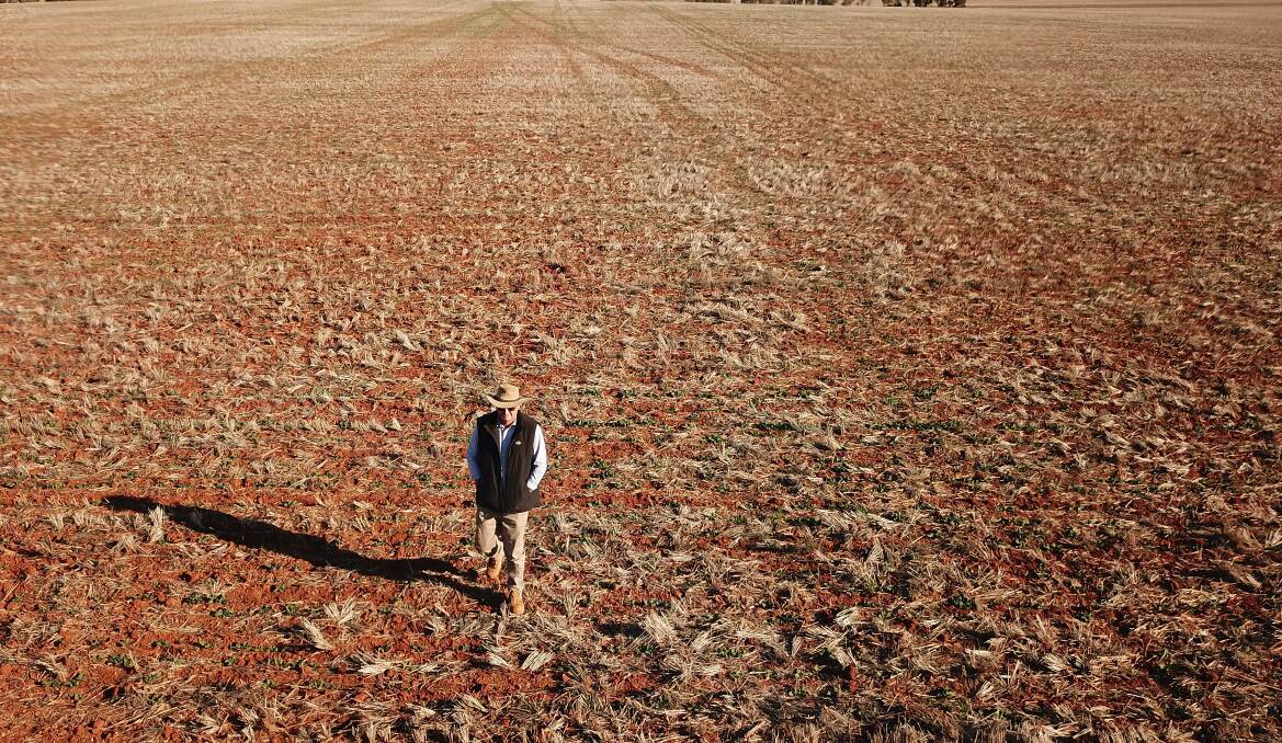 A failed Canola crop near Parkes, NSW in August, 2018. Photo by AAP / Dean Lewins.
