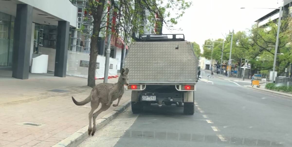 Screenshot of a video showing a kangaroo hopping down Mort Street in Civic in broad daylight. Picture: Allison Lubransky-Moy