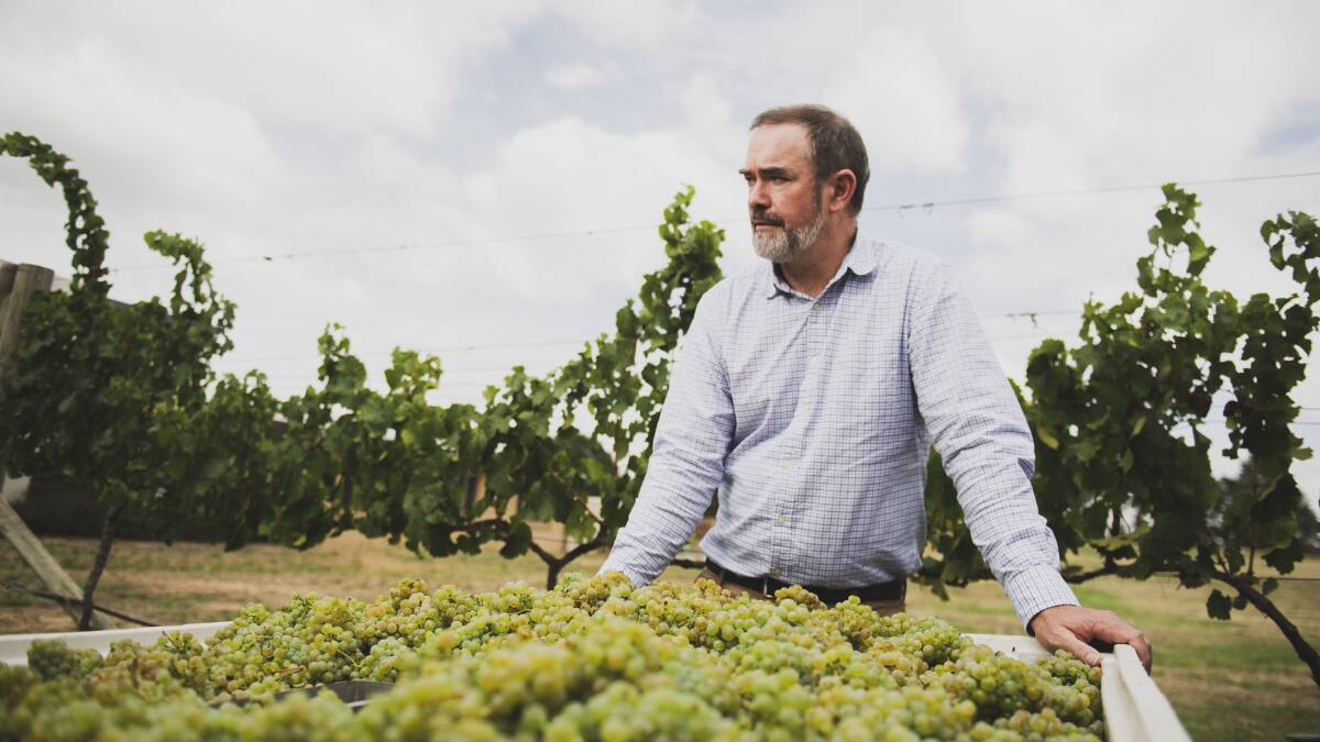 Chief winemaker of Clonakilla Wines in Murrumbateman Tim Kirk has scrapped his 2020 harvest due to the smoke taint. Picture: Dion Georgopoulos