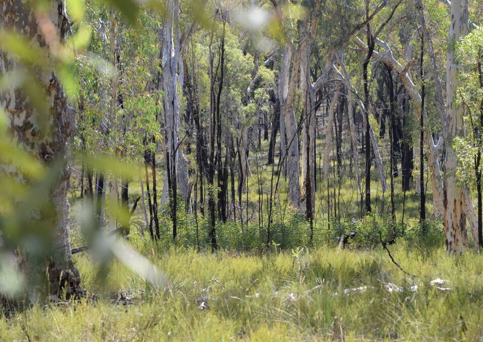 The objectives of land clearing laws are lost in the forest of reform wrangling, Mal Peters says.