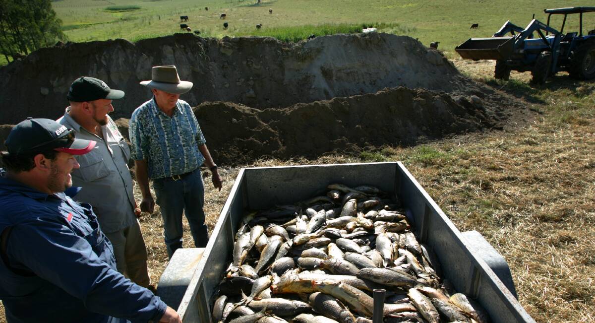 Carp comprise 90 per cent of the Murray Darling Basin's fish biomass, which creates a challenging task for environment managers who need to deliver benefits to struggling natives without also benefiting the pest species. 