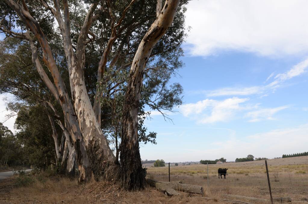 A draft of the long-awaited reforms to controversial native vegetation clearing laws is now out for public consultation.