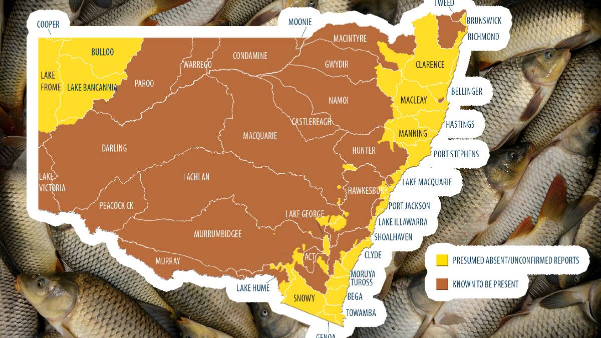 The spread of European Carp across NSW, according to the DPI. It is estimated the fish accounts for 80 per cent of the Murray-Darling biomass. Map courtesy of the NSW DPI. 