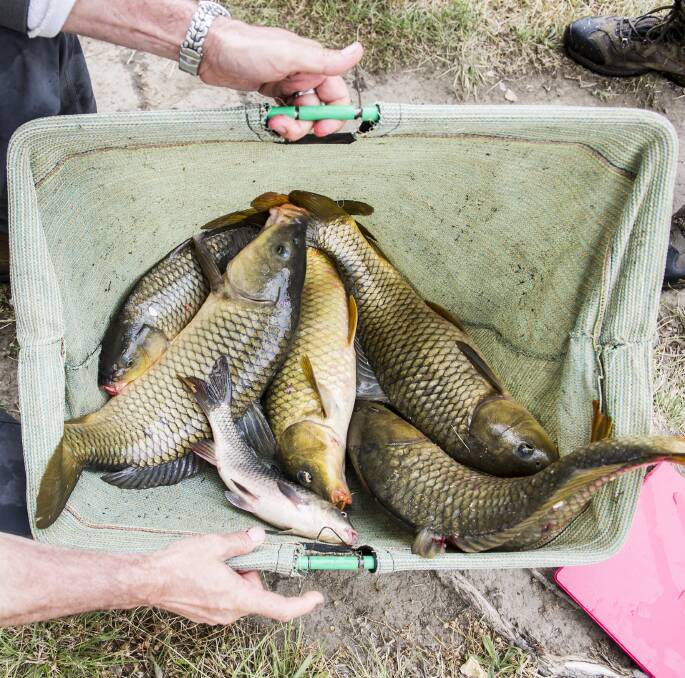 Carp cull plan has a catch, experts warn