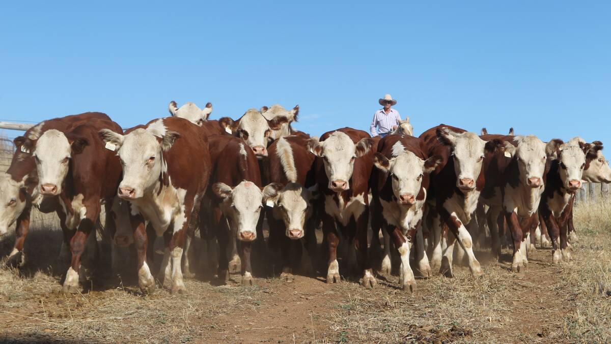 The Herd of Hope in the Barossa Valley before it made its jpourney to Sydney this week. Photo: Carla Wiese-Smith