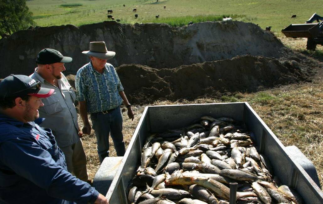 It's no silver bullet, but carp virus can help save waterways