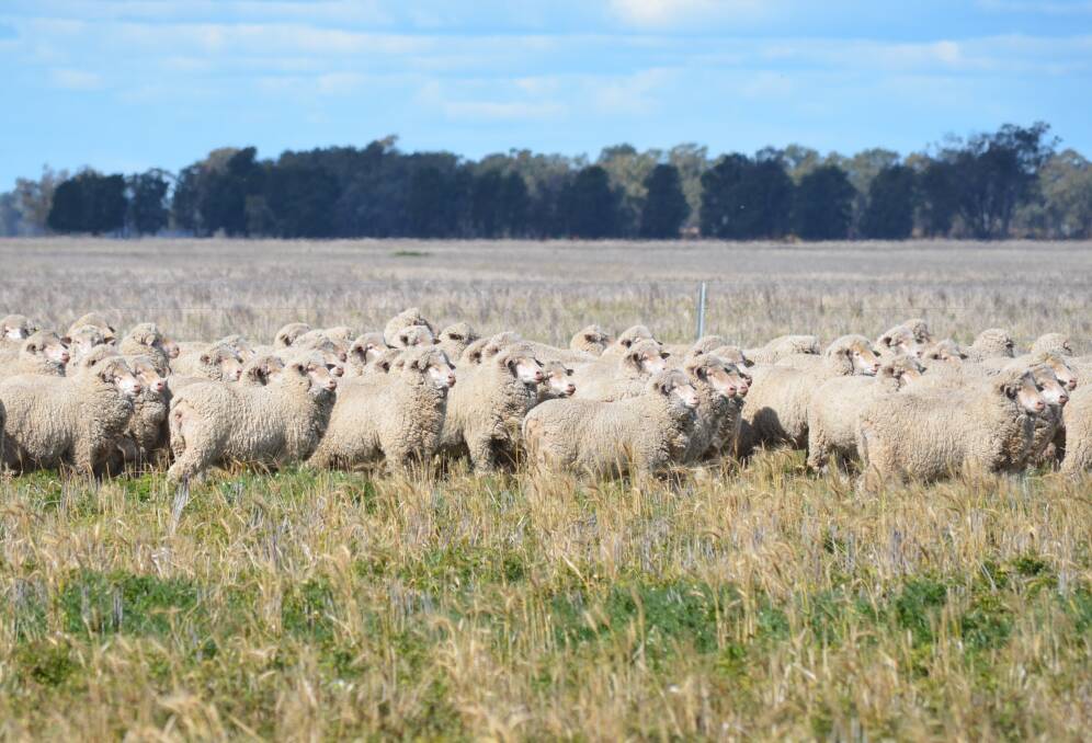 A new study analysed the impacts of heat stress on Australian Merinos in an artificial breeding trial. File photo.