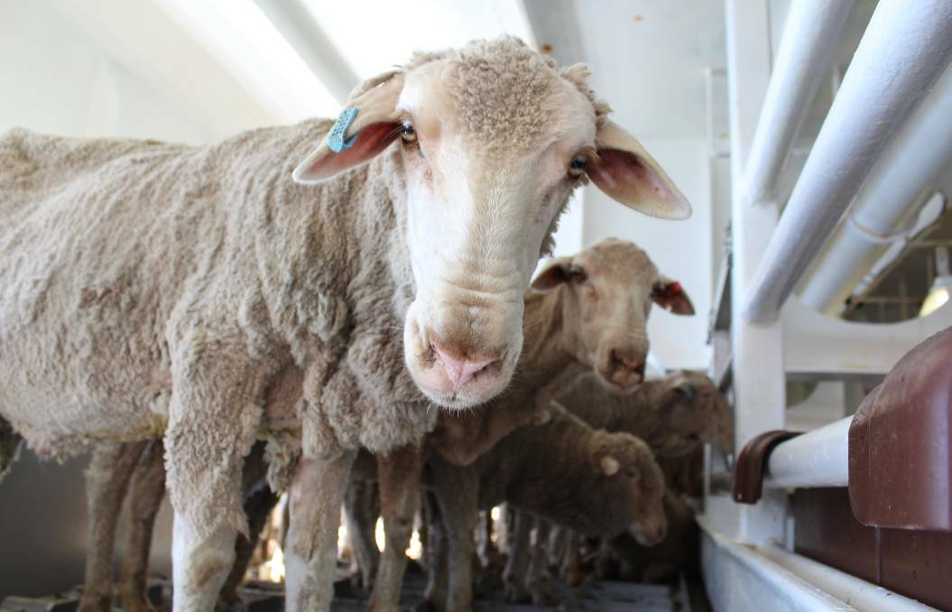 Emanuel Exports attempts to re-enter live sheep trade