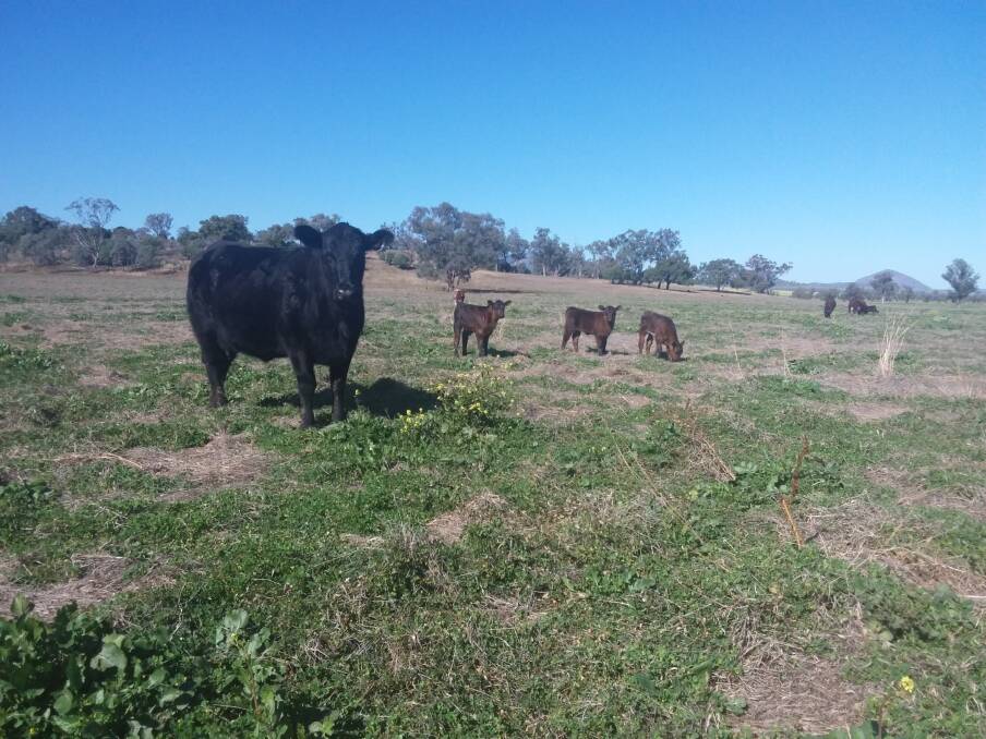 YOUNG BLOOD: Calving heifers sired by Noonee N7089 at the Fitzgerald property on the Liverpool Plains.