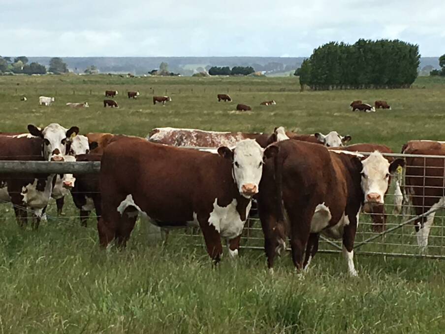 RED CROSS: Leon Wheeler is having good saleyard success with a Hereford-Shorthorn cross operation.