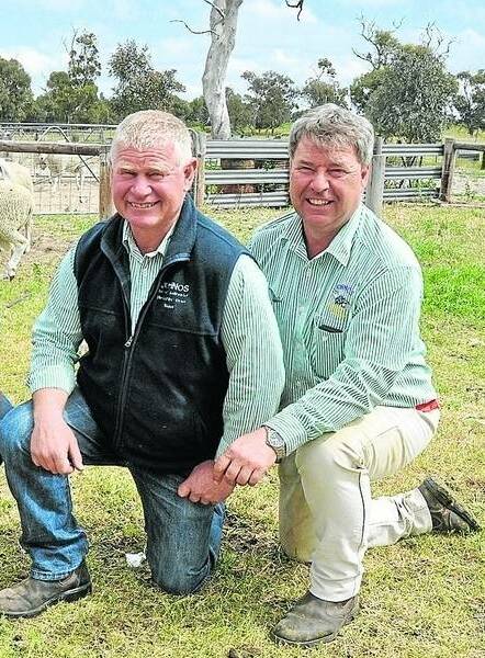  BREED LEADER: Border Leicester breeder and breed association member Neil Johnson, with his brother Jeff.