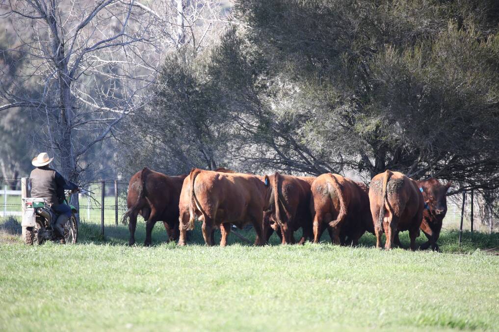 HI-TECH: The Hicks use the Total Genetic Resource Management™ (TGRM) software system to crunch data on key performance traits in their herd and speed-up genetic gains.