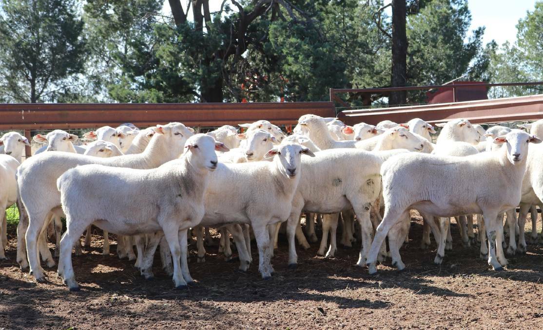 VERIFIED: Big prices being paid for Australian White sheep have provided extra incentive for the breed society and its members to protect the integrity of bloodlines.