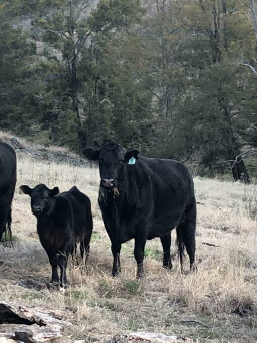 FERTILITY FOCUS: An Angus cow and calf by KO Angus bulls at the East Rossgole Pastoral Company's Scotts Creek property.