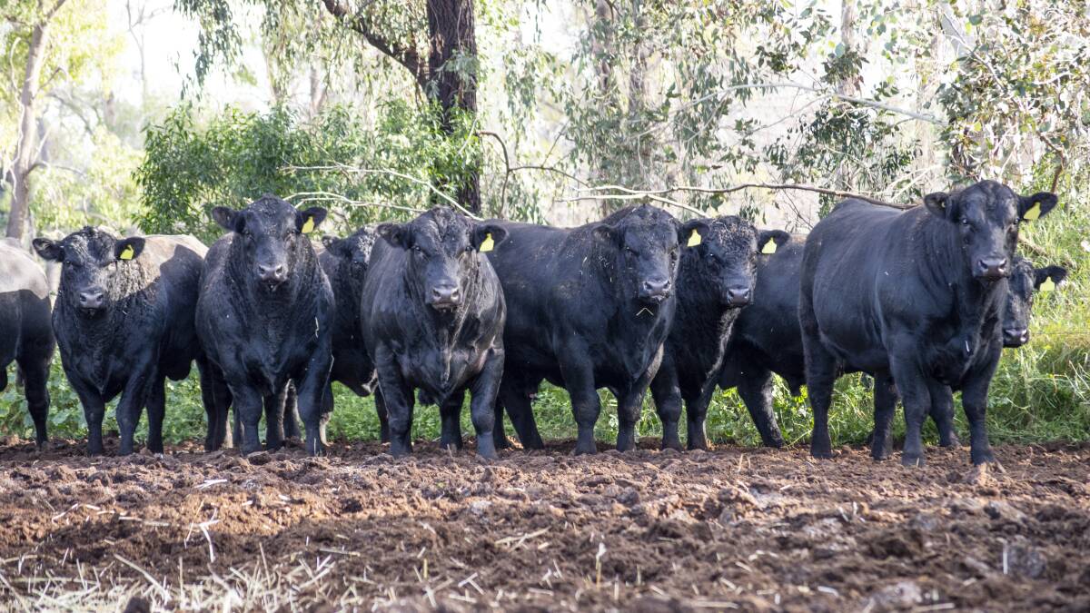 BLACK GOLD: South Australian breeders offered 814 Angus bulls for sale last year and 768 sold to an average price of $7341 per head, which was up by $650/head from 2019. Several sires fetched more than $20,000.
