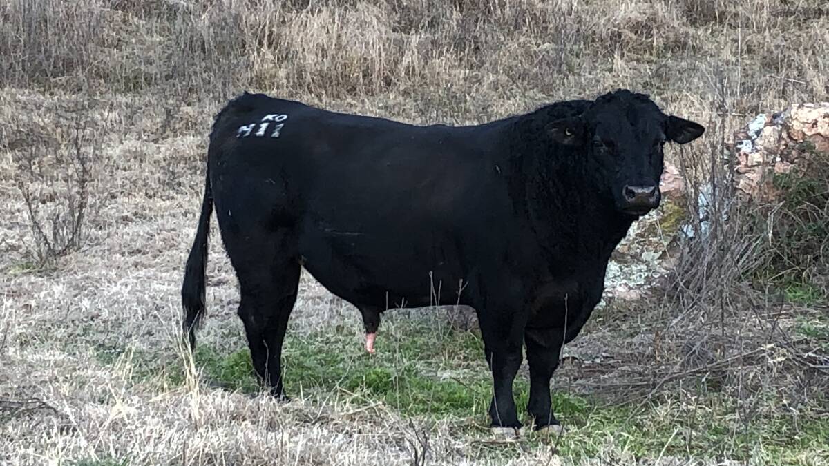 SWITCH BLACK: East Rossgole Pastoral company is converting its herd to purebred Angus using genetics from KO Angus stud, including the bull G18 General.