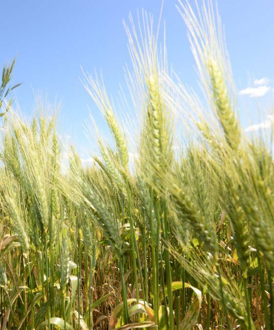 On the back of lower production levels, the North African region is forecast to overtake the Middle East as the world's biggest wheat importer in the 2020-21 marketing year, which is good news for exporting countries such as Australia.