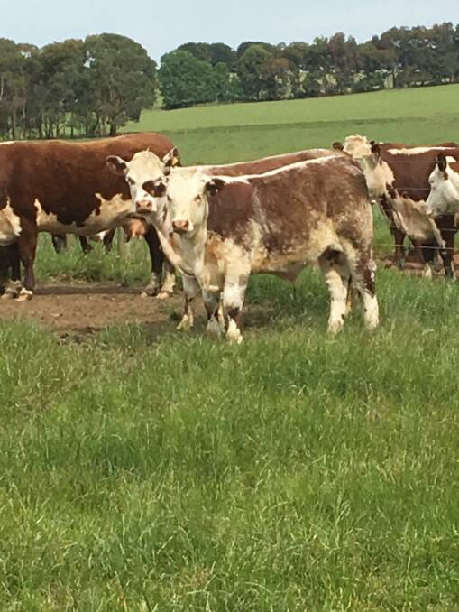 PROGENY PERFORMS: A Hereford-Shorthorn crossbred combination works well for Leon Wheeler.