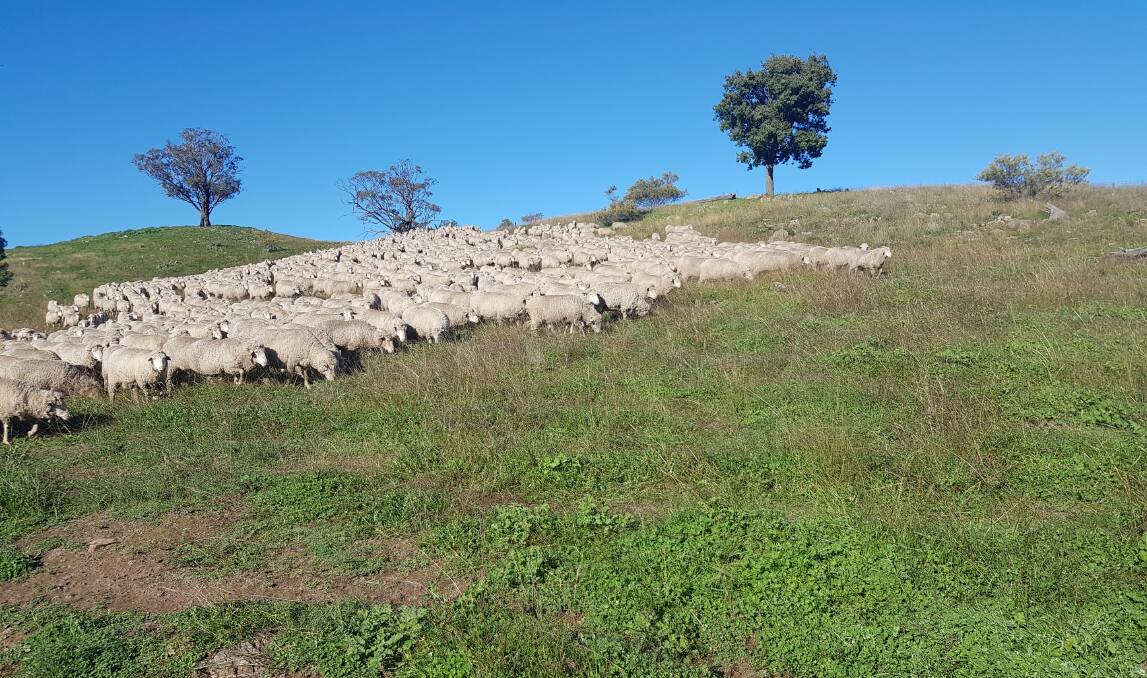 Merino sheep being run at the Smith's NSW property.