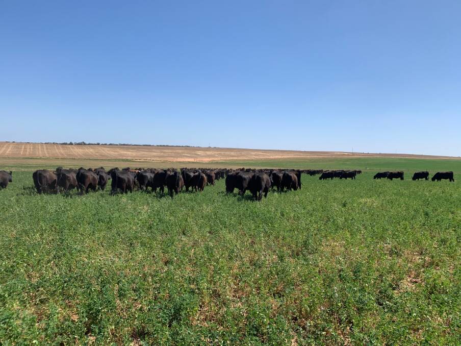 WELL WATERED: Grazing on irrigated areas is helping the Dabinett family boost cattle numbers and whole-farm productivity.