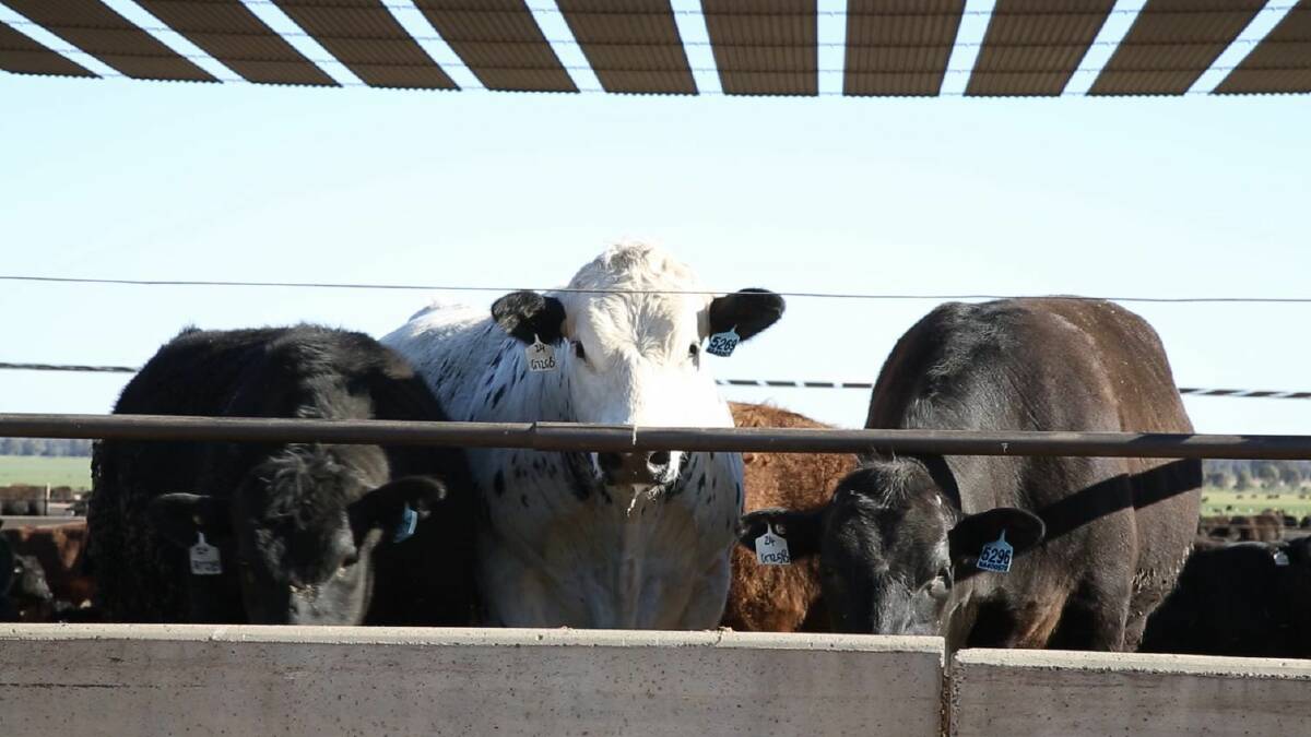 IN THE BLACK: The Angus breed has always played a central role in the Gundamain feedlot operation, but other breeds are also used - mostly British breeds.