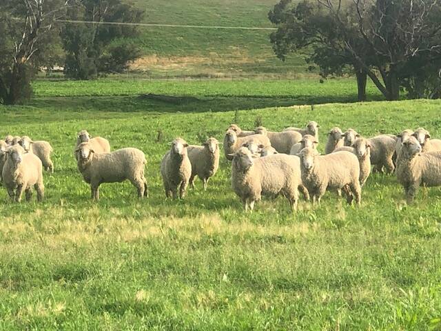 The Gay family's wool flock is based on Pooginook Merino genetics, with a focus on fertility, high wool cuts and no need for mulesing.