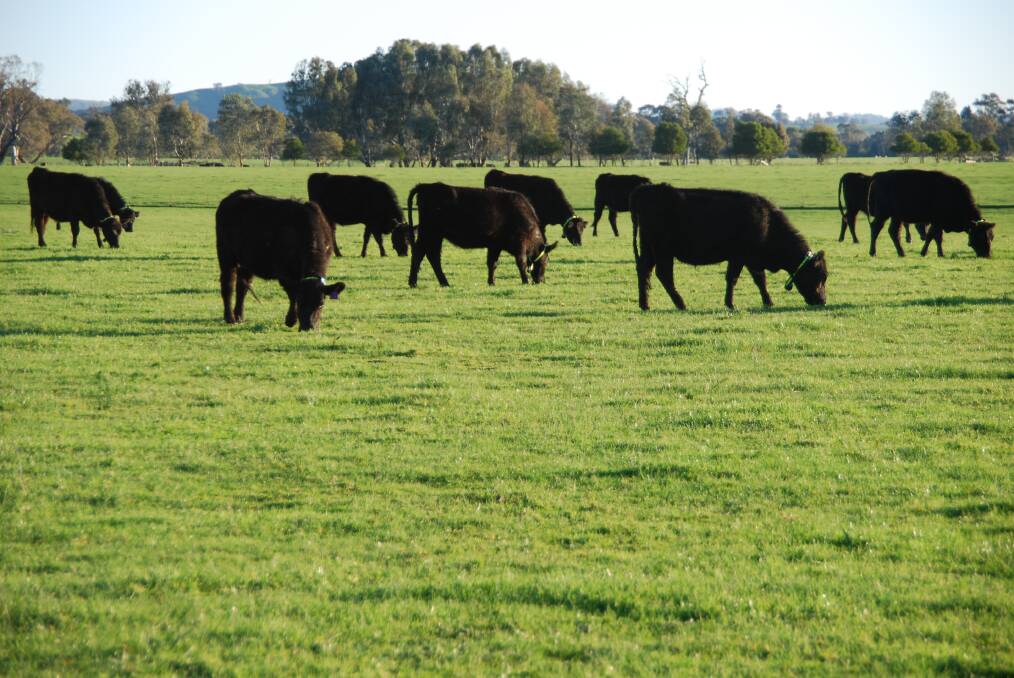 BLACK GOLD: Bruce and Anna Allworth, based at Holbrook, focus on growth, calving ease and fertility in their heifers.