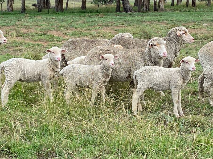 UPSIDE TO UP-SIZE: The Swain family is being rewarded by using Kurrajong Park Merinos, near Delungra, to boost the frame and size of their sheep and cut more wool per head. 