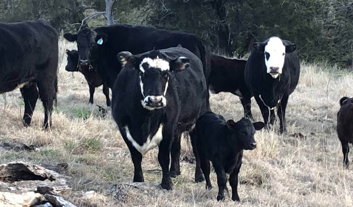 CONVERSION: Baldy cows that have some Hereford genetics with calves sired by KO Angus bulls.