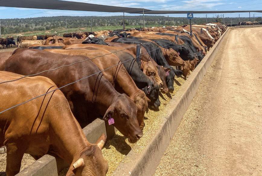 Bovine Dynamics Pty Ltd veterinarian and research scientist, Melissa George, will be on hand during SmartBeef to outline findings from her work into finding the optimum period of feed withdrawal in feedlot cattle headed to processors.