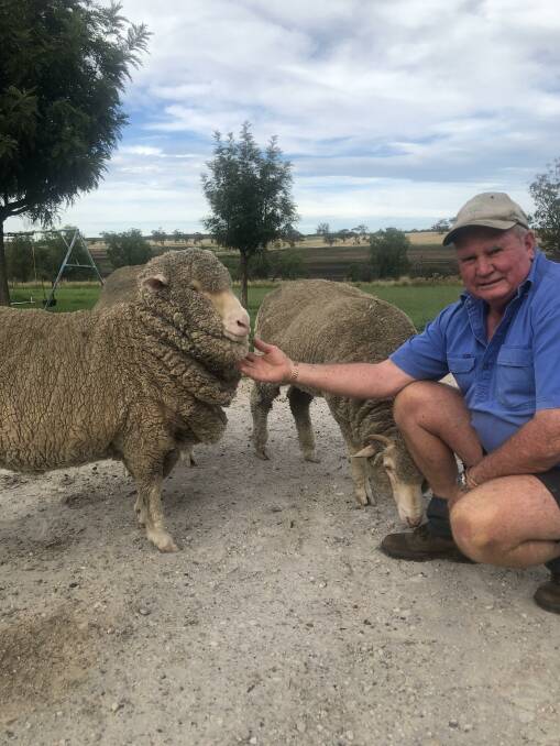 MAINTAINING TO GAIN: John Taylor with some of the Waverley Downs bloodline sheep on his family's property that needed hand-feeding in the drought years.
