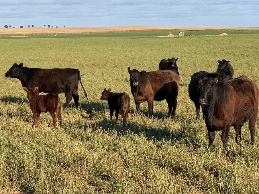 QUALITY SOUGHT: Good genetics and an Angus base are the cattle being bought and bred to optimise marketing opportunities.