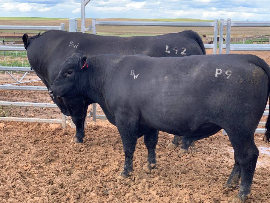 MATCHING NEEDS: Angus producer Wade Dabinett says being productive is about maximising the amount of feed in the paddock through the year and then optimising the number of stock to match the feed base.