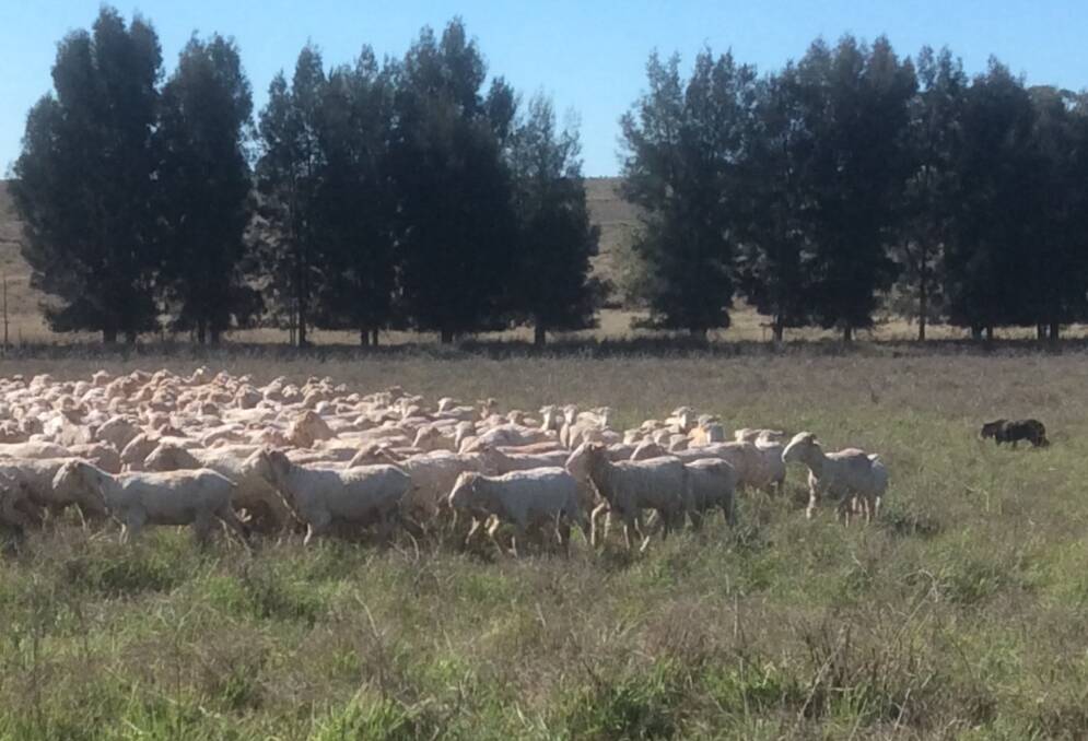 REBUILDING THE FLOCK: The aim is to get back to 1300 head of pure Merinos post-drought.