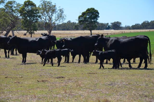 SALE SUCCESS: The Pathfinder-blood herd run by Karowara is highly fertile and progeny regularly hit the top of the market.