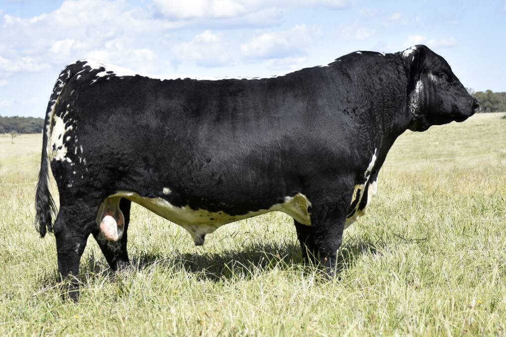 Ivery Downs Speckle Park set a new record price for semen from an Australian-bred Speckle Park bull - Battalion Upper Class - for $860/straw. Picture supplied