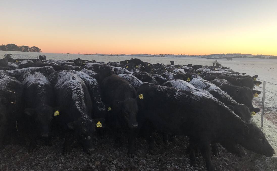 TOUGH HIDES: Craiglea Pastoral runs a high performance commercial Angus herd, in often tough conditions, with a focus on boosting fertility and making genetic gains in growth and carcase traits.