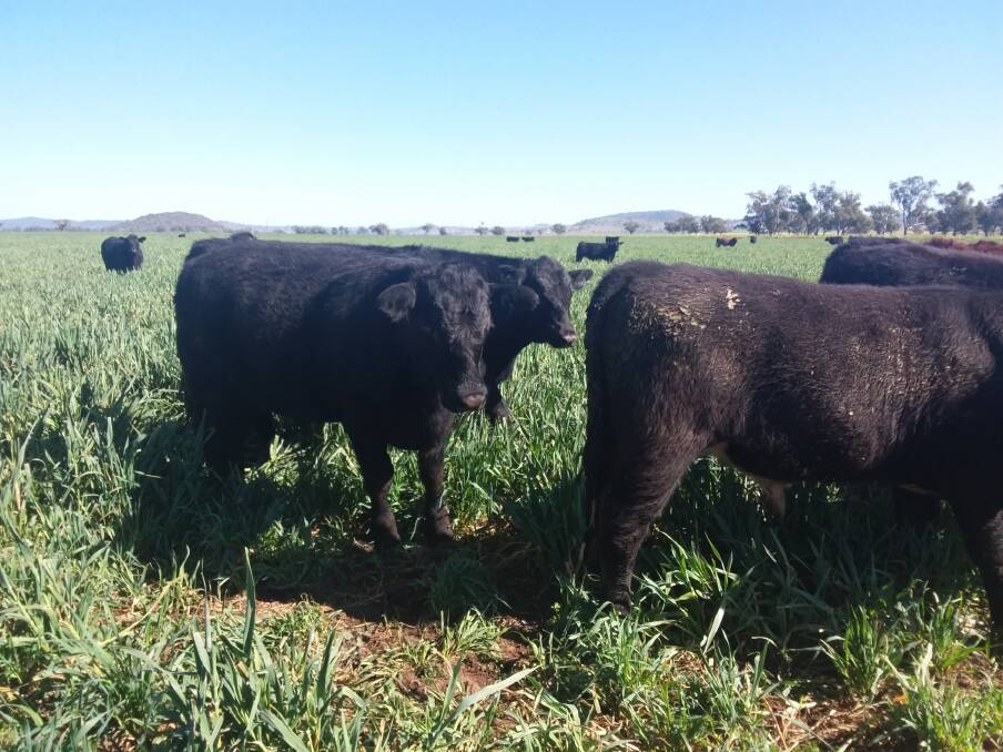 SHINING LIGHT: Yearlings produced by Cindy and Rob Fitzgerald and sired by Noonee Angus bulls are grazing oats and putting on weight well this season.