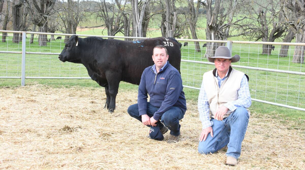 Top priced bull Ardrossan Intitiative P318, Cameron Hilton, Corcoran Parker and Trevor Nash, Betrola Investments, Cassilis