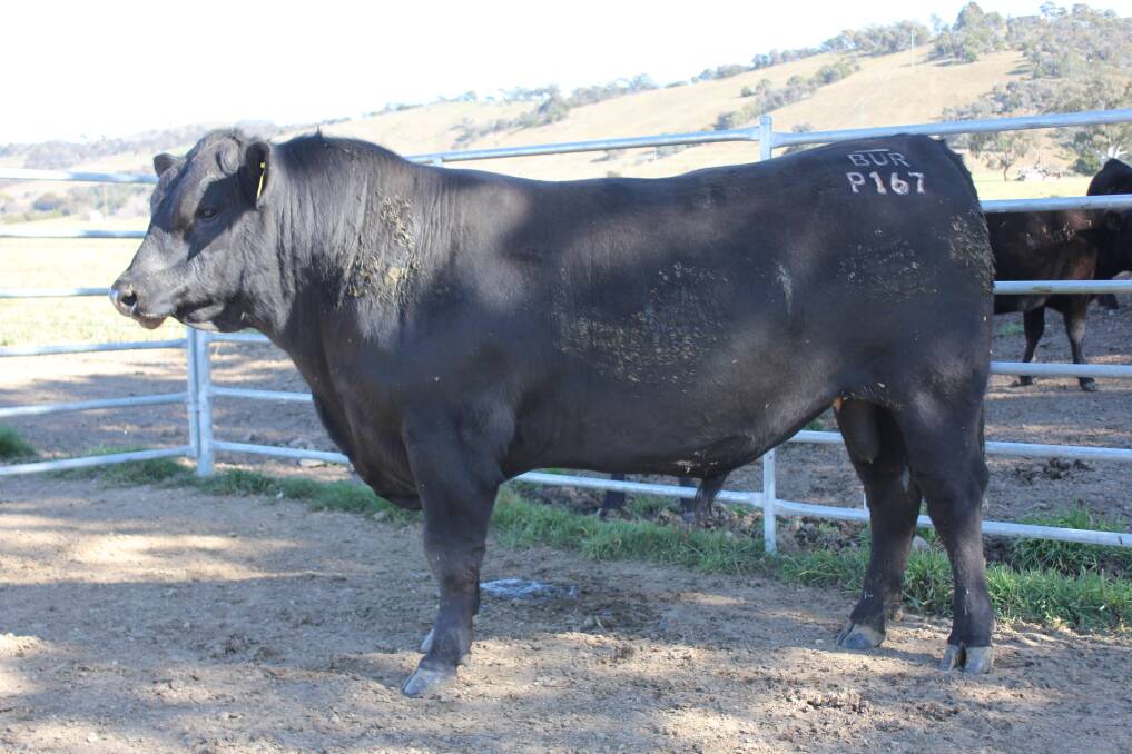 Top price bull Burbong P167 sold for $9500