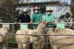 Ballatherie Poll Merinos sell 120 rams to top of $5000
