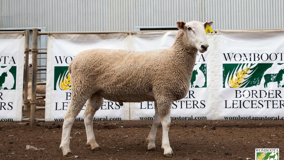 Top price ram Womboota 180.20 purchased by return buyers Lorrie, Ray and Bill Boyd, Pyramid Hills, Victoria.