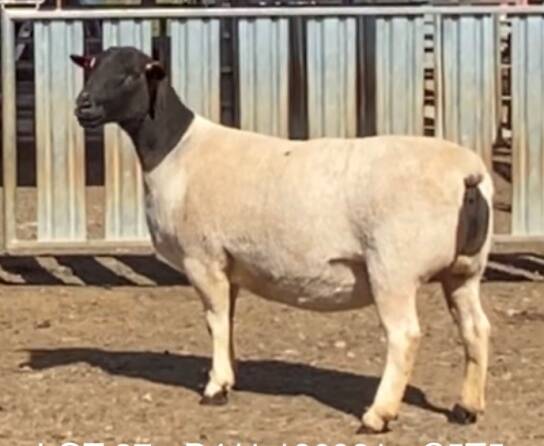 Top price ewe, Dell 180981, was purchased by Marcus Ryan, Amherst Dorpers, Amherest. 