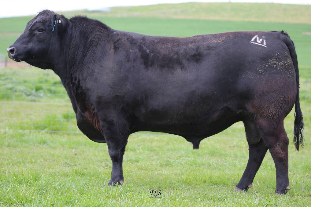 Three-year-old sire Milwillah Napa N498 sold for $50,000 to Milwillah Angus, Young. Photo: BJS Photography