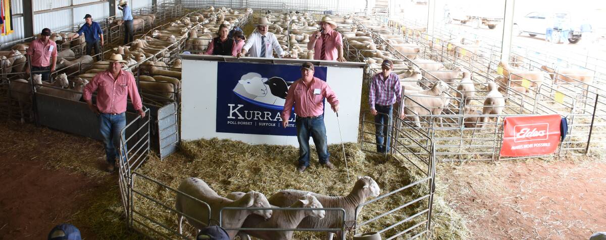 Flock rams selling underway at Kurralea 23rd annual on property sale
