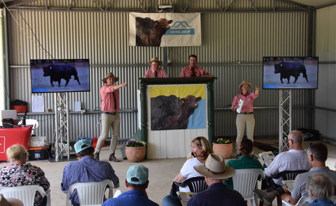 Elders in auction during the Hicks Beef autumn bull sale.